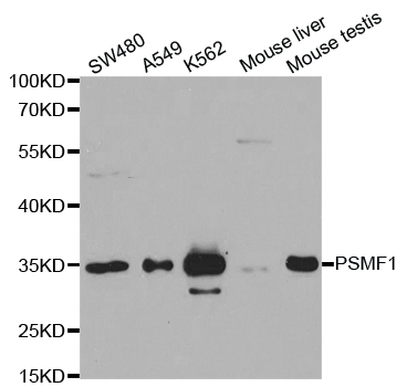 PSMF1 Antibody - Western blot analysis of extracts of various cell lines.
