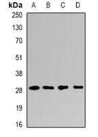 PSMF1 Antibody - Western blot analysis of PSMF1 expression in A549 (A); K562 (B); mouse liver (C); mouse testis (D) whole cell lysates.