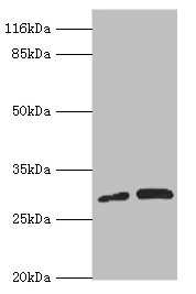PSMF1 Antibody - Western blot All Lanes:PSMF1 antibody at 1.28ug/ml Lane 1:A549 whole cell lysate Lane 2:K562 whole cell lysate Secondary Goat polyclonal to rabbit at 1/10000 dilution Predicted band size: 30kDa Observed band size: 30kDa