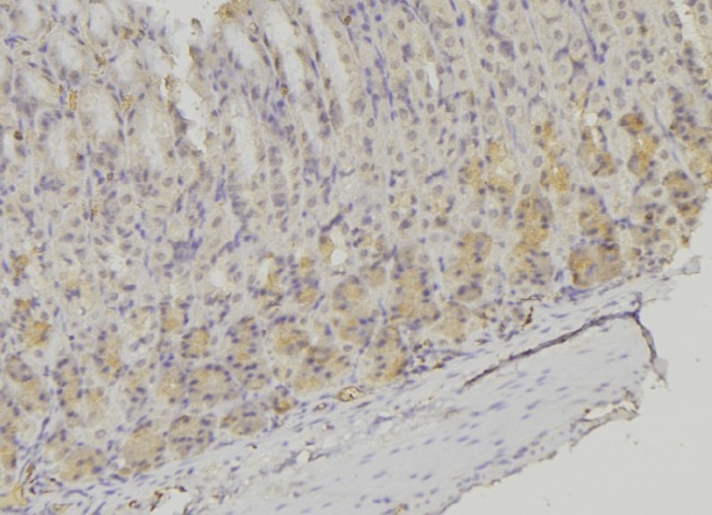 PSMF1 Antibody - 1:100 staining human gastric tissue by IHC-P. The sample was formaldehyde fixed and a heat mediated antigen retrieval step in citrate buffer was performed. The sample was then blocked and incubated with the antibody for 1.5 hours at 22°C. An HRP conjugated goat anti-rabbit antibody was used as the secondary.
