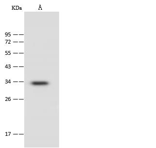 PSMF1 Antibody - Anti-PSMF1 rabbit polyclonal antibody at 1:500 dilution. Lane A: Jurkat Whole Cell Lysate. Lysates/proteins at 30 ug per lane. Secondary: Goat Anti-Rabbit IgG (H+L)/HRP at 1/10000 dilution. Developed using the ECL technique. Performed under reducing conditions. Predicted band size: 30 kDa.