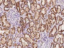 PSMF1 Antibody - Immunochemical staining of human PSMF1 in human kidney with rabbit polyclonal antibody at 1:100 dilution, formalin-fixed paraffin embedded sections.