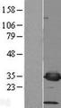 PSMF1 Protein - Western validation with an anti-DDK antibody * L: Control HEK293 lysate R: Over-expression lysate