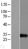 PSMF1 Protein - Western validation with an anti-DDK antibody * L: Control HEK293 lysate R: Over-expression lysate