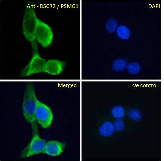 PSMG1 Antibody - Immunofluorescence analysis of paraformaldehyde fixed A431 cells, permeabilized with 0.15% Triton. Primary incubation 1hr (10ug/ml) followed by Alexa Fluor 488 secondary antibody (4ug/ml), showing cytoplasmic and Golgi apparatus staining. The nuclear stain is DAPI (blue). Negative control: Unimmunized goat IgG (10ug/ml) followed by Alexa Fluor 488 secondary antibody (4ug/ml).