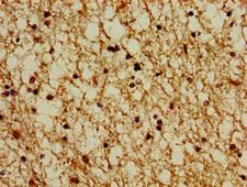 PSMG1 Antibody - Immunohistochemistry image of paraffin-embedded human brain tissue at a dilution of 1:100
