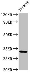 PSMG1 Antibody - Positive Western Blot detected in Jurkat whole cell lysate. All lanes: PSMG1 antibody at 2 µg/ml Secondary Goat polyclonal to rabbit IgG at 1/50000 dilution. Predicted band size: 33, 31 KDa. Observed band size: 33 KDa