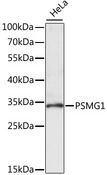 PSMG1 Antibody - Western blot analysis of extracts of HeLa cells, using PSMG1 antibody at 1:1000 dilution. The secondary antibody used was an HRP Goat Anti-Rabbit IgG (H+L) at 1:10000 dilution. Lysates were loaded 25ug per lane and 3% nonfat dry milk in TBST was used for blocking. An ECL Kit was used for detection and the exposure time was 5s.