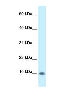 PSMG3 Antibody - PSMG3 / C7orf48 antibody Western blot of HT1080 Cell lysate. Antibody concentration 1 ug/ml.  This image was taken for the unconjugated form of this product. Other forms have not been tested.