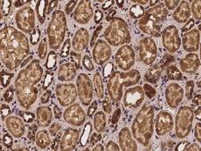 PSMG3 Antibody - Immunochemical staining of human PSMG3 in human kidney with rabbit polyclonal antibody at 1:100 dilution, formalin-fixed paraffin embedded sections.