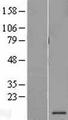 PSMG3 Protein - Western validation with an anti-DDK antibody * L: Control HEK293 lysate R: Over-expression lysate