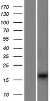 PSMG4 Protein - Western validation with an anti-DDK antibody * L: Control HEK293 lysate R: Over-expression lysate