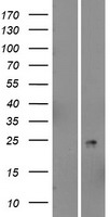 PSORS1C2 Protein - Western validation with an anti-DDK antibody * L: Control HEK293 lysate R: Over-expression lysate