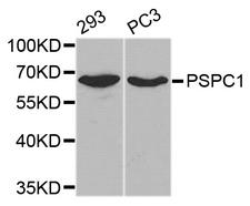 PSPC1 Antibody - Western blot blot of extracts of various cell lines, using PSPC1 antibody.