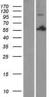 PSPC1 Protein - Western validation with an anti-DDK antibody * L: Control HEK293 lysate R: Over-expression lysate