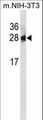 PSPH Antibody - PSPH Antibody western blot of mouse NIH-3T3 cell line lysates (35 ug/lane). The PSPH antibody detected the PSPH protein (arrow).