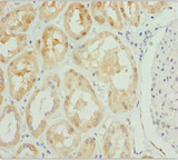 PSPH Antibody - Immunohistochemistry of paraffin-embedded human kidney tissue at dilution 1:100