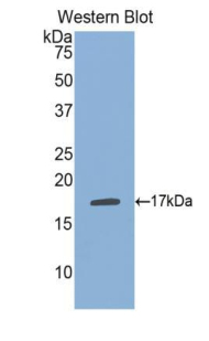 PSPLA1 / Phospholipase A1 Antibody - Western blot of recombinant PSPLA1 / PLA1A.  This image was taken for the unconjugated form of this product. Other forms have not been tested.