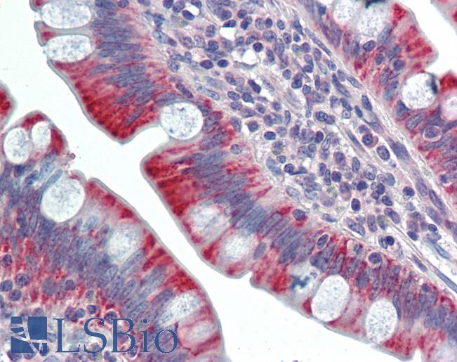 PSPLA1 / Phospholipase A1 Antibody - Anti-PSPLA1 / PLA1A antibody IHC staining of human small intestine. Immunohistochemistry of formalin-fixed, paraffin-embedded tissue after heat-induced antigen retrieval.  This image was taken for the unconjugated form of this product. Other forms have not been tested.