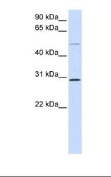 PSPLA1 / Phospholipase A1 Antibody - 293T cell lysate. Antibody concentration: 1.0 ug/ml. Gel concentration: 12%.  This image was taken for the unconjugated form of this product. Other forms have not been tested.