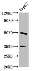 PSPLA1 / Phospholipase A1 Antibody - Positive Western Blot detected in HepG2 whole cell lysate. All lanes: PLA1A antibody at 3.4 µg/ml Secondary Goat polyclonal to rabbit IgG at 1/50000 dilution. Predicted band size: 50, 41, 48, 32 KDa. Observed band size: 50 KDa
