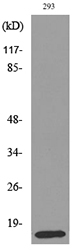 PSPN / Persephin Antibody - Western blot analysis of lysate from 293 cells, using PSPN Antibody.