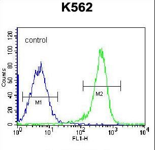 PSTPIP1 Antibody - PSTPIP1 Antibody flow cytometry of K562 cells (right histogram) compared to a negative control cell (left histogram). FITC-conjugated goat-anti-rabbit secondary antibodies were used for the analysis.