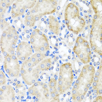 PSTPIP1 Antibody - Immunohistochemistry of paraffin-embedded mouse kidney tissue.