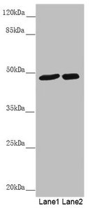 PSTPIP1 Antibody - Western blot All Lanes: PSTPIP1 antibody at 0.85 ug/ml Lane 1: Mouse brain tissue Lane 2: Raw264.7 whole cell lysate Secondary Goat polyclonal to rabbit IgG at 1/10000 dilution Predicted band size: 48,46 kDa Observed band size: 48 kDa