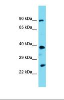 PSTPIP2 Antibody - Western blot of Mouse Kidney. Pstpip2 antibody dilution 1.0 ug/ml.  This image was taken for the unconjugated form of this product. Other forms have not been tested.
