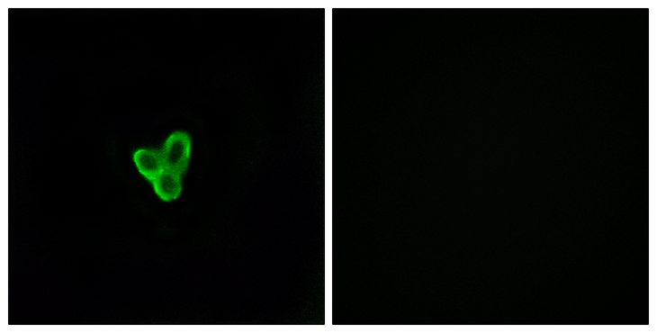 PTAFR / PAF Receptor Antibody - Immunofluorescence analysis of LOVO cells, using PTAFR Antibody. The picture on the right is blocked with the synthesized peptide.