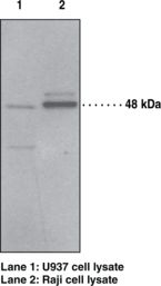 PTAFR / PAF Receptor Antibody - Western blot of PTAFR / PAF Receptor antibody.