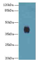 PTAFR / PAF Receptor Antibody - Western blot. All lanes: PTAFR antibody at 4 ug/ml+Mos- lung tissue Goat polyclonal to rabbit at 1:10000 dilution. Predicted band size: 39 kDa. Observed band size: 39 kDa.