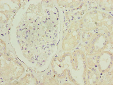 PTAFR / PAF Receptor Antibody - Immunohistochemistry of paraffin-embedded human kidney tissue using PTAFR Antibody at dilution of 1:100