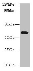 PTAFR / PAF Receptor Antibody - Western blot All lanes: PTAFR antibody at 4µg/ml + Mouse lung tissue Secondary Goat polyclonal to rabbit IgG at 1/10000 dilution Predicted band size: 39 kDa Observed band size: 39 kDa
