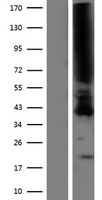 PTAFR / PAF Receptor Protein - Western validation with an anti-DDK antibody * L: Control HEK293 lysate R: Over-expression lysate