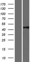 PTAR1 Protein - Western validation with an anti-DDK antibody * L: Control HEK293 lysate R: Over-expression lysate
