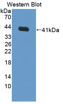 PTAR2 / FNTA Antibody - Western blot of PTAR2 / FNTA antibody.