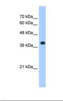 PTAR2 / FNTA Antibody - HepG2 cell lysate. Antibody concentration: 1.25 ug/ml. Gel concentration: 12%.  This image was taken for the unconjugated form of this product. Other forms have not been tested.