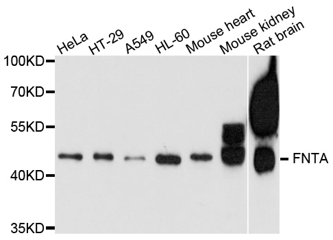 PTAR2 / FNTA Antibody - Western blot analysis of extract of various cells.