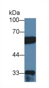 PTBP1 Antibody - Western Blot; Sample: Human Hela cell lysate; Primary Ab: 2µg/ml Rabbit Anti-Human PTBP1 Antibody Second Ab: 0.2µg/mL HRP-Linked Caprine Anti-Rabbit IgG Polyclonal Antibody