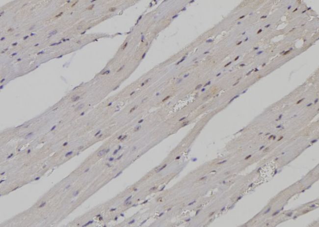 PTBP1 Antibody - 1:100 staining mouse heart tissue by IHC-P. The sample was formaldehyde fixed and a heat mediated antigen retrieval step in citrate buffer was performed. The sample was then blocked and incubated with the antibody for 1.5 hours at 22°C. An HRP conjugated goat anti-rabbit antibody was used as the secondary.