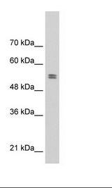 PTBP1 Antibody - Daudi Cell Lysate.  This image was taken for the unconjugated form of this product. Other forms have not been tested.