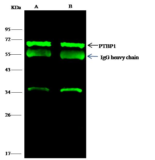PTBP1 Antibody - PTBP1 was immunoprecipitated using: Lane A:0.5 mg Jurkat Whole Cell Lysate. Lane B: 0.5 mg HepG2 Whole Cell Lysate. 4 uL anti-PTBP1 rabbit polyclonal antibody and 15 ul of 50 % Protein G agarose. Primary antibody: Anti-PTBP1 rabbit polyclonal antibody,at 1:100 dilution. Secondary antibody: Dylight 800-labeled antibody to rabbit IgG (H+L), at 1:5000 dilution. Developed using the odssey technique. Performed under reducing conditions. Predicted band size: 57 kDa. Observed band size: 57 kDa.