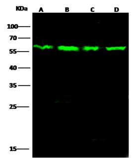 PTBP1 Antibody - Anti-PTBP1 rabbit polyclonal antibody at 1:500 dilution. Lane A: HepG2 Whole Cell Lysate. Lane B: Jurkat Whole Cell Lysate. Lane C: Hela Whole Cell Lysate. Lane D: A431 Whole Cell Lysate. Lysates/proteins at 30 ug per lane. Secondary: Goat Anti-Rabbit IgG H&L (Dylight800) at 1/10000 dilution. Developed using the Odyssey technique. Performed under reducing conditions. Predicted band size: 57 kDa. Observed band size: 57 kDa.