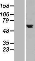 PTBP1 Protein - Western validation with an anti-DDK antibody * L: Control HEK293 lysate R: Over-expression lysate