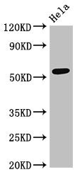 PTBP2 Antibody - Western Blot Positive WB detected in:Hela whole cell lysate All Lanes:PTBP2 antibody at 4µg/ml Secondary Goat polyclonal to rabbit IgG at 1/50000 dilution Predicted band size: 58,59,38,39 KDa Observed band size: 58 KDa