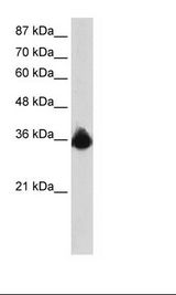 PTBP2 Antibody - HepG2 Cell Lysate.  This image was taken for the unconjugated form of this product. Other forms have not been tested.