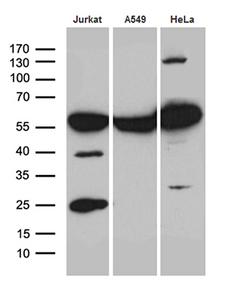 PTBP3 / ROD1 Antibody - Western blot analysis of extracts. (35ug) from 3 cell lines by using anti-PTBP3 monoclonal antibody. (1:500)