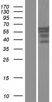 PTBP3 / ROD1 Protein - Western validation with an anti-DDK antibody * L: Control HEK293 lysate R: Over-expression lysate